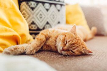 cat sleeping on couch