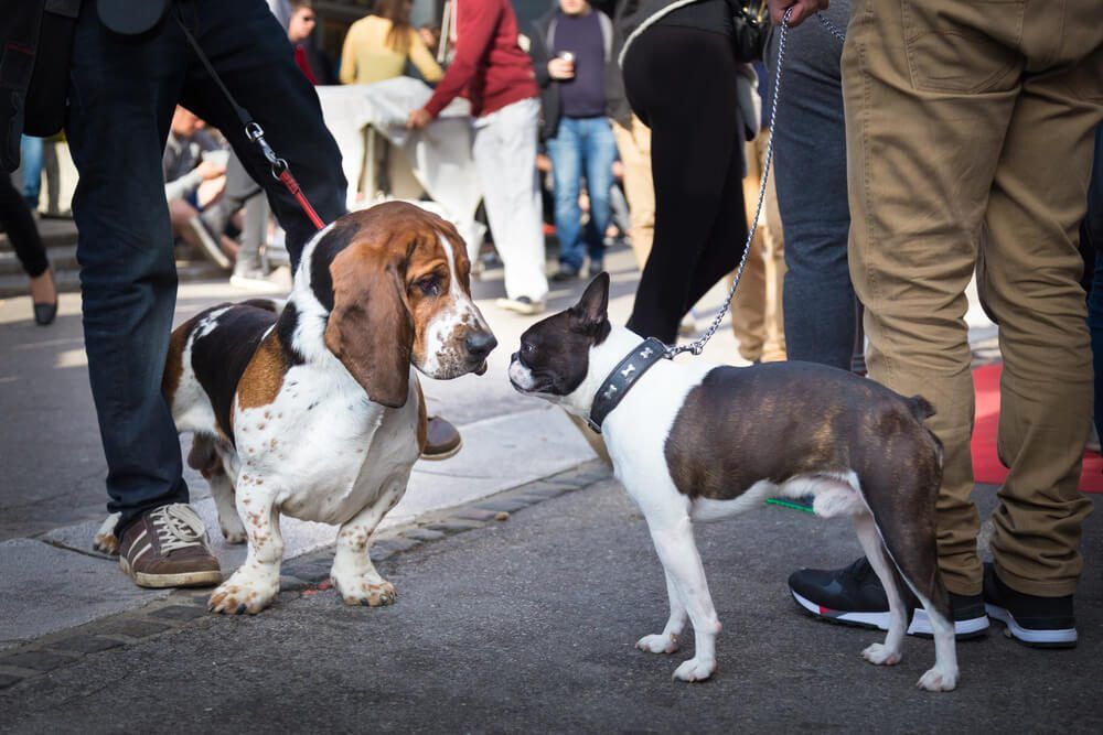 how to socialize a dog