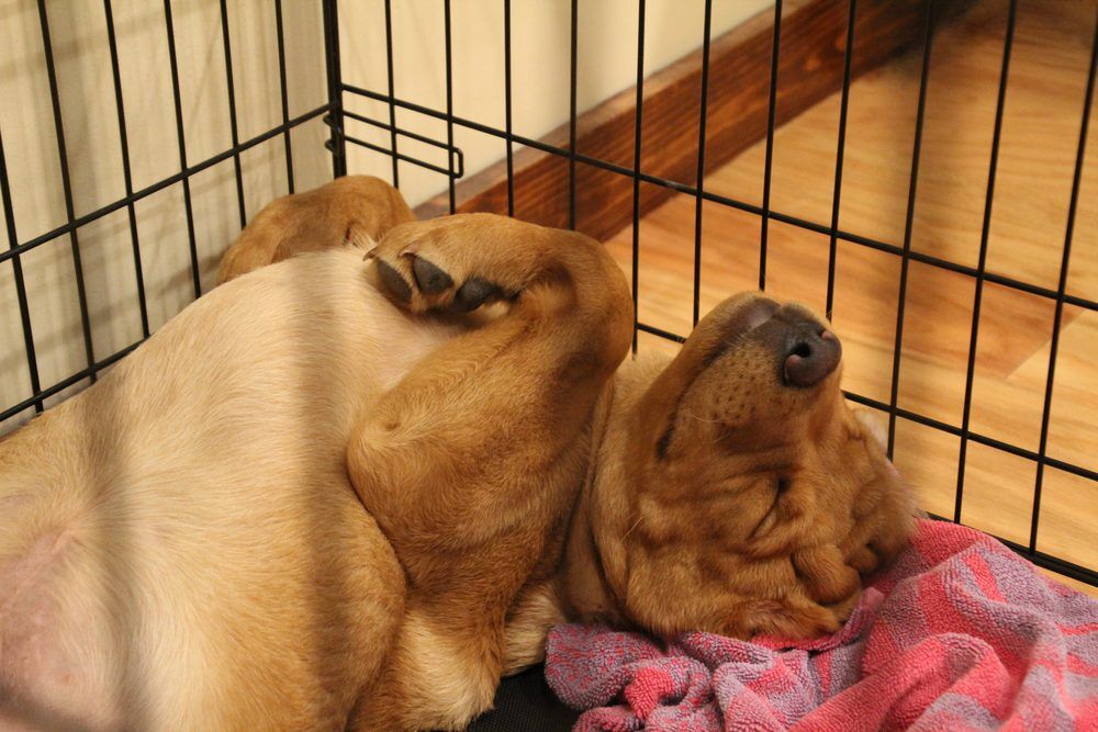 Crate Training a Puppy