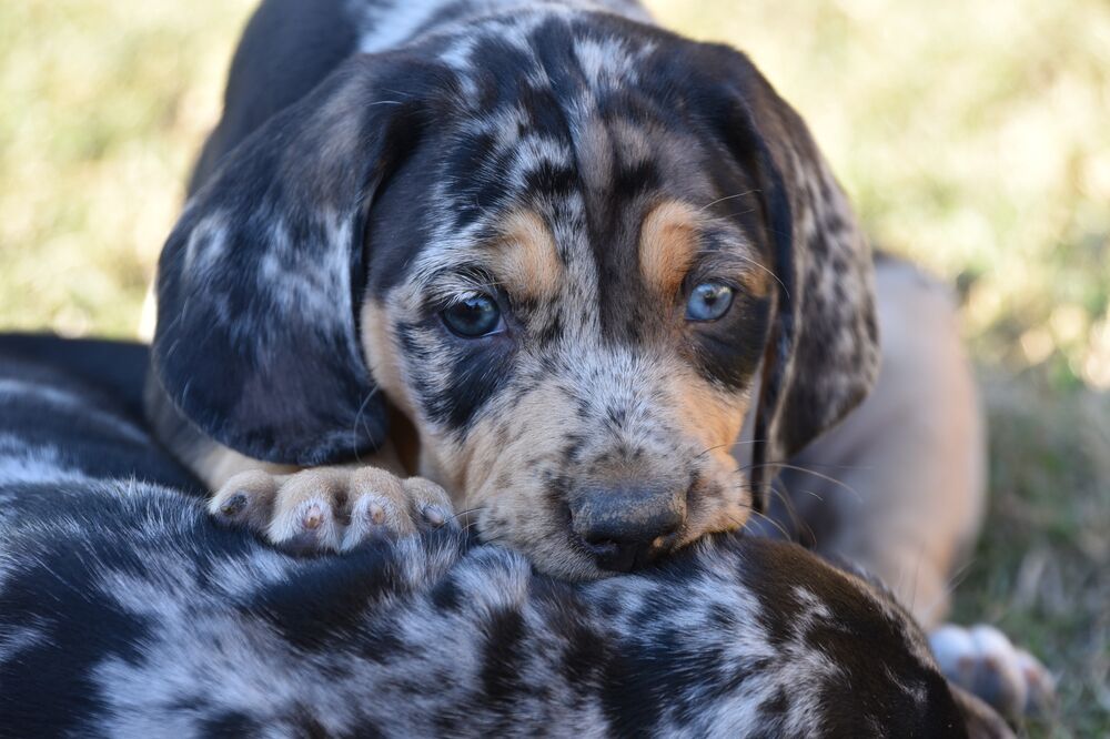 American Leopard Hound Dog