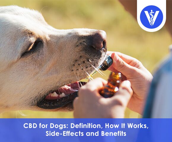 CBD for Dogs