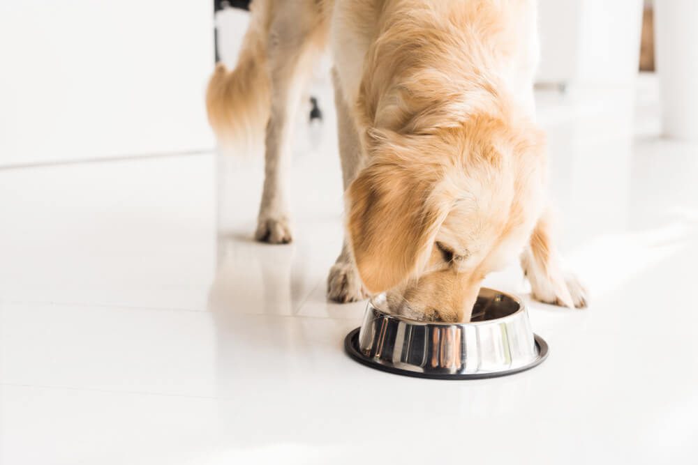 hydrolyzed protein dog food