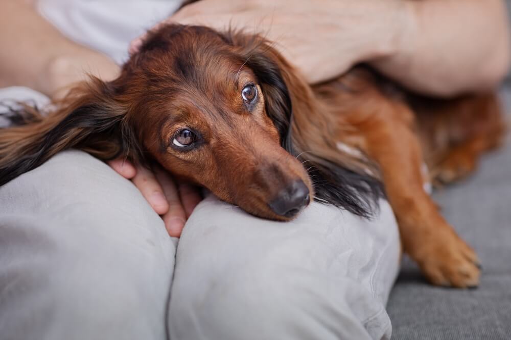 kidney disease in dogs