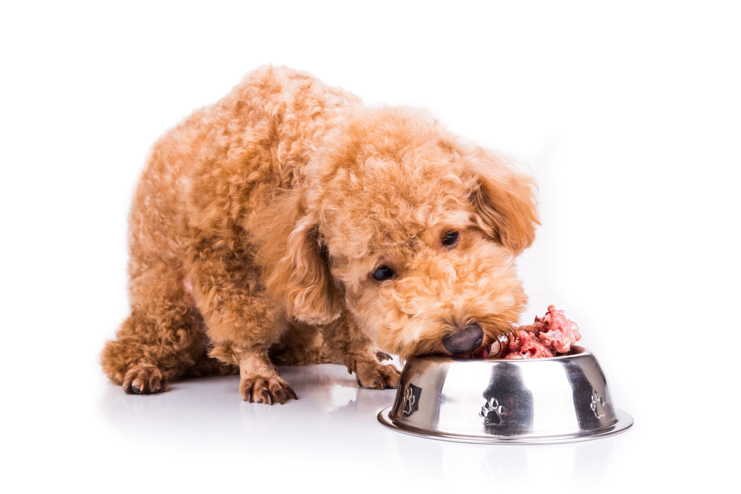 Can Dogs Eat Beef TotalVet Can Dogs Eat Beef