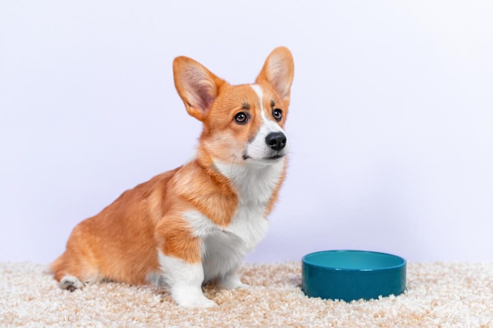 DogGutHealthEverythingYouNeedtoKnow TotalVet dog gut health