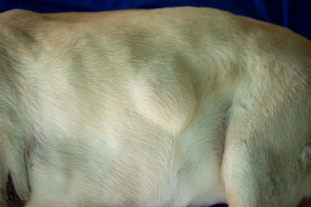 Dog Lipoma