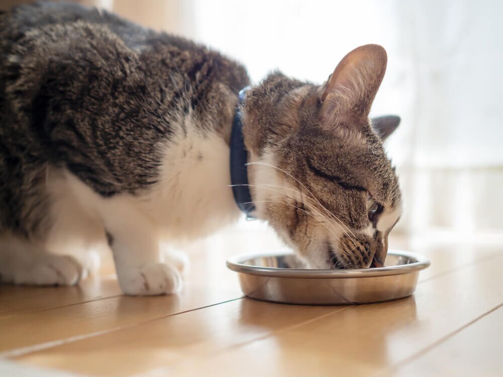 cat eating solid gold cat food