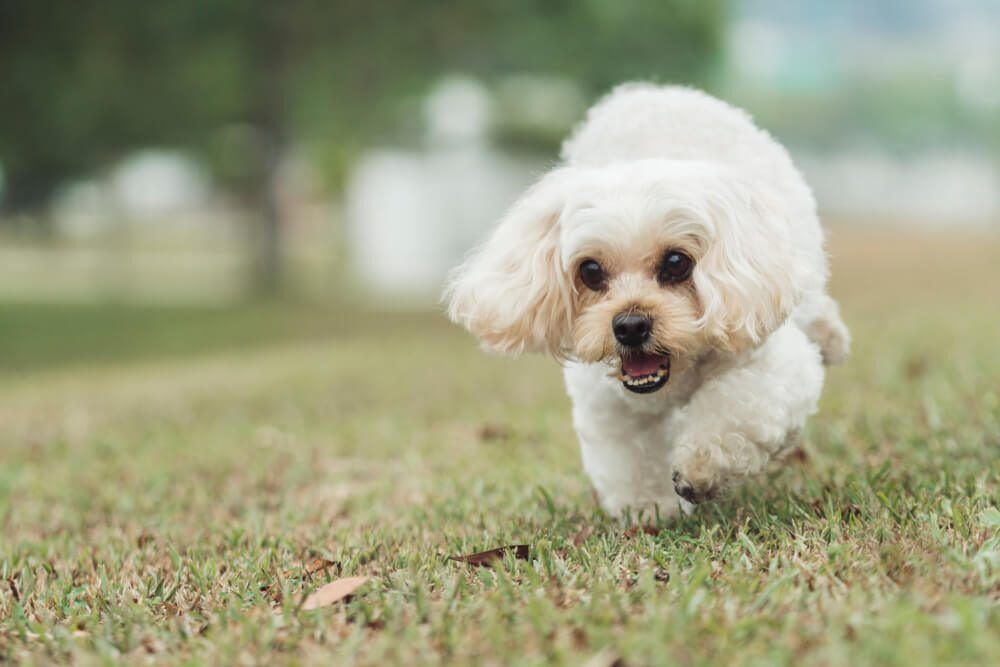 Shih Poo