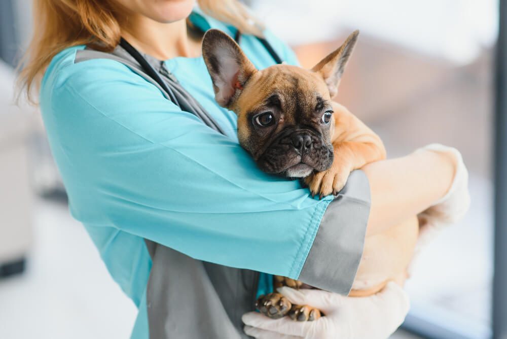 What does FirstVet Pet Insurance Cover