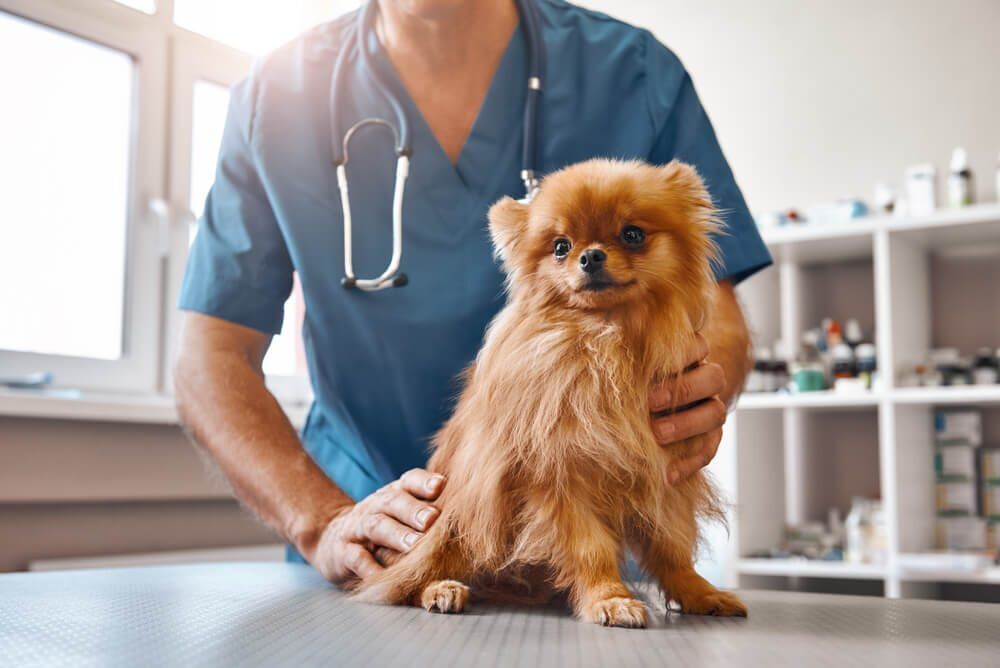 What is FirstVet Pet Insurance