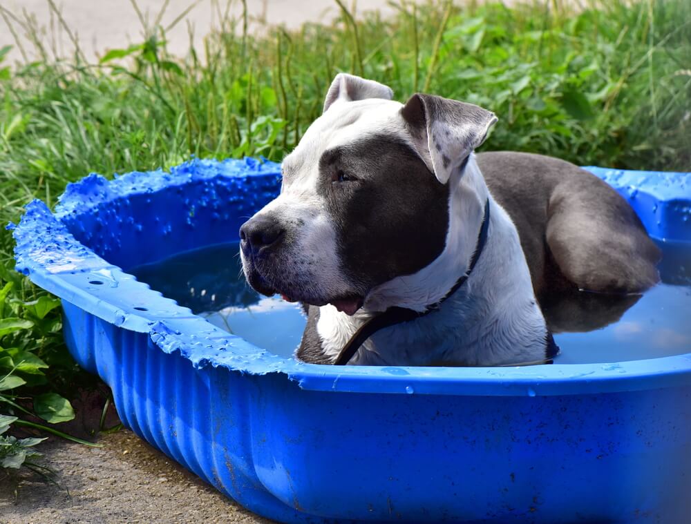 how to cool down a dog