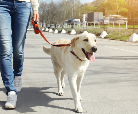 Leash Training a Dog