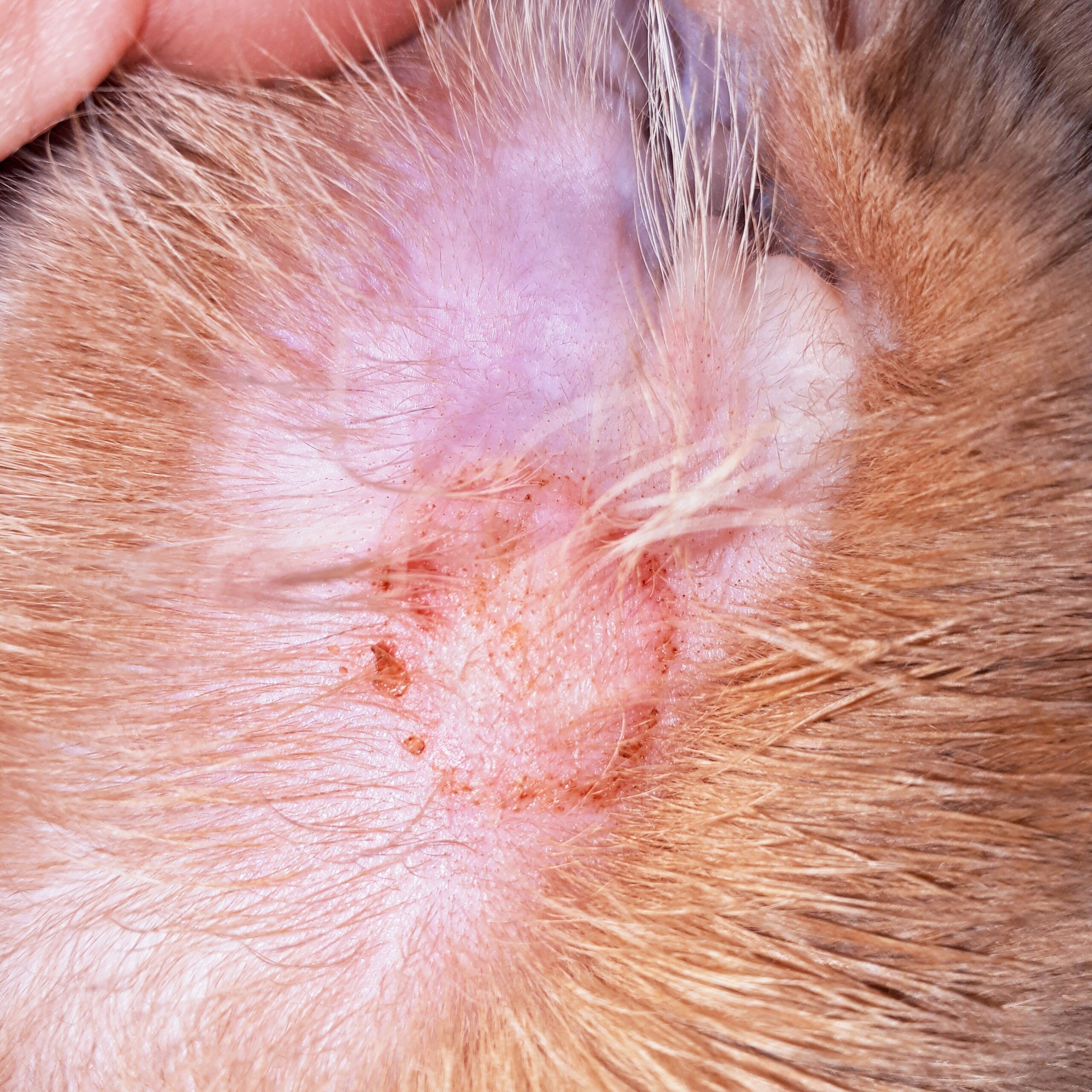 Ringworm in dogs A closeup photo of a case of ringworm on a dog