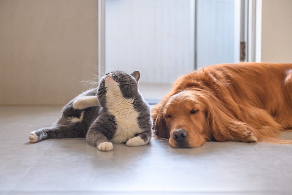 Dog and cat sleeping next to each other