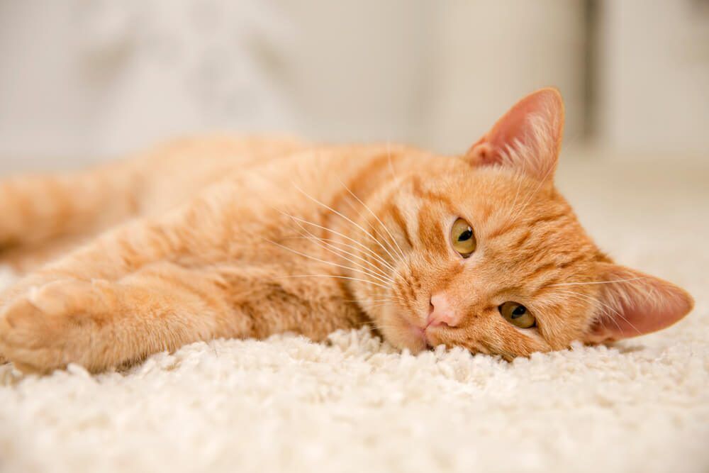 Probiotics For Cats With Pancreatitis