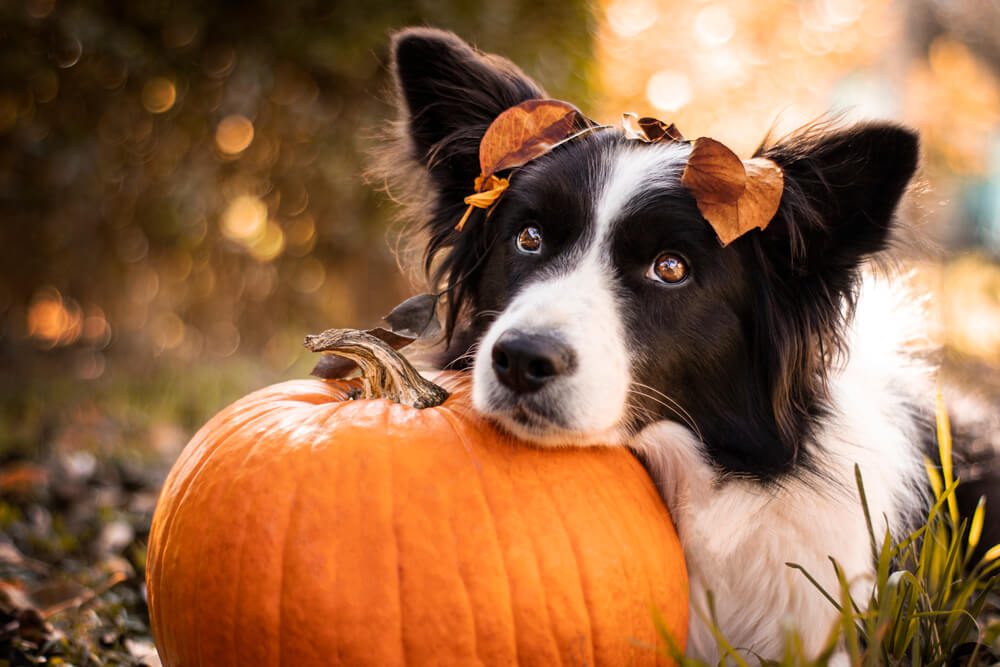 Dog sitting with a pumpkin