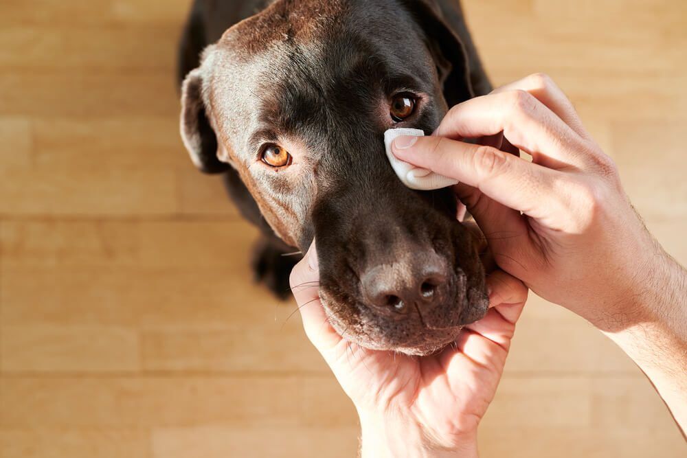 growth on dog eye