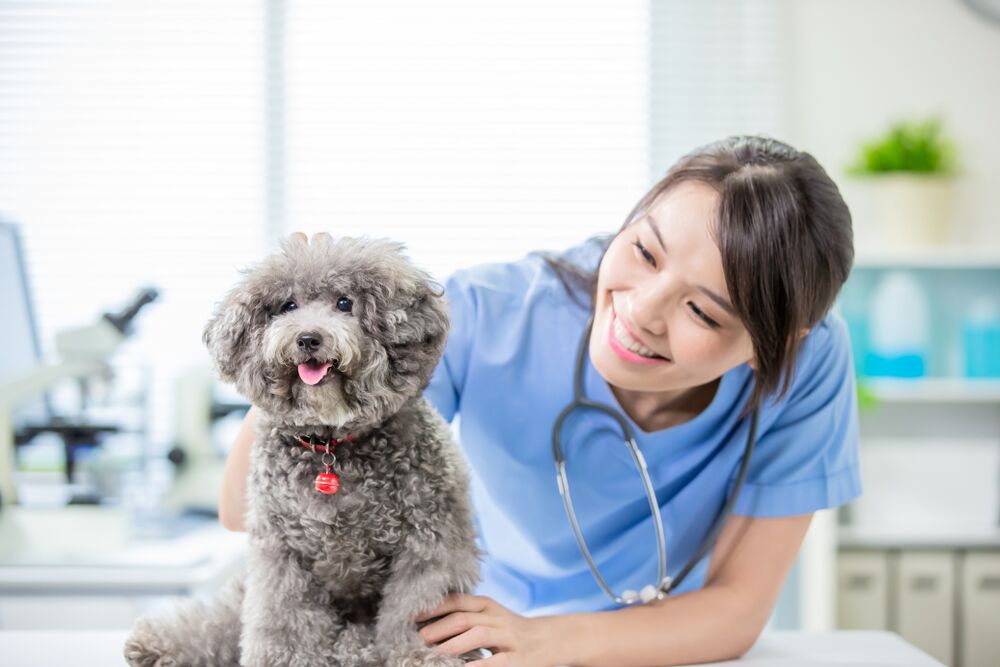 veterinarian salary