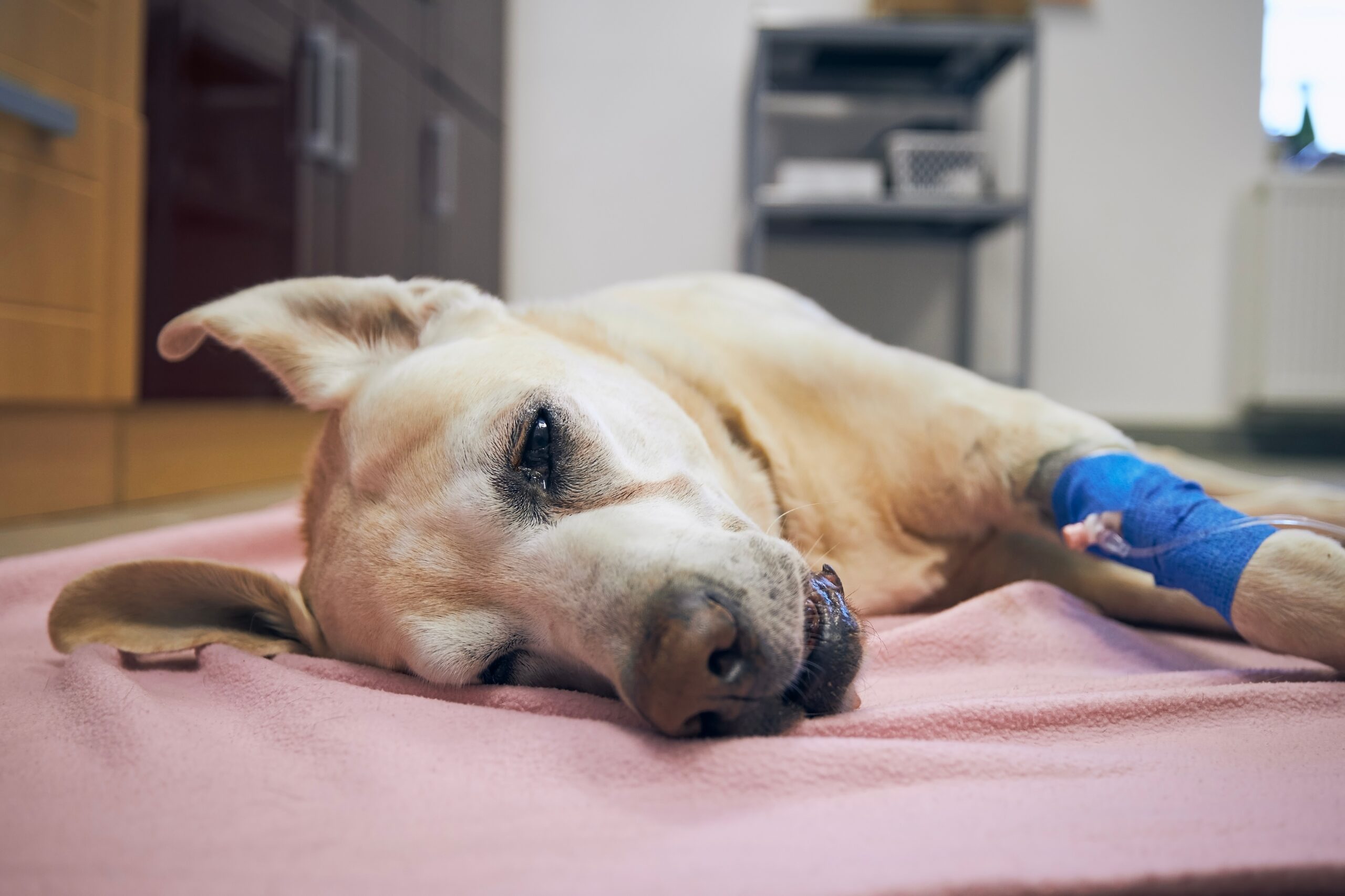 Bladder cancer in dogs A sick dog lying on a table at a vet clinic