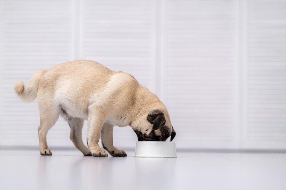 Can Dogs Eat Ground Beef