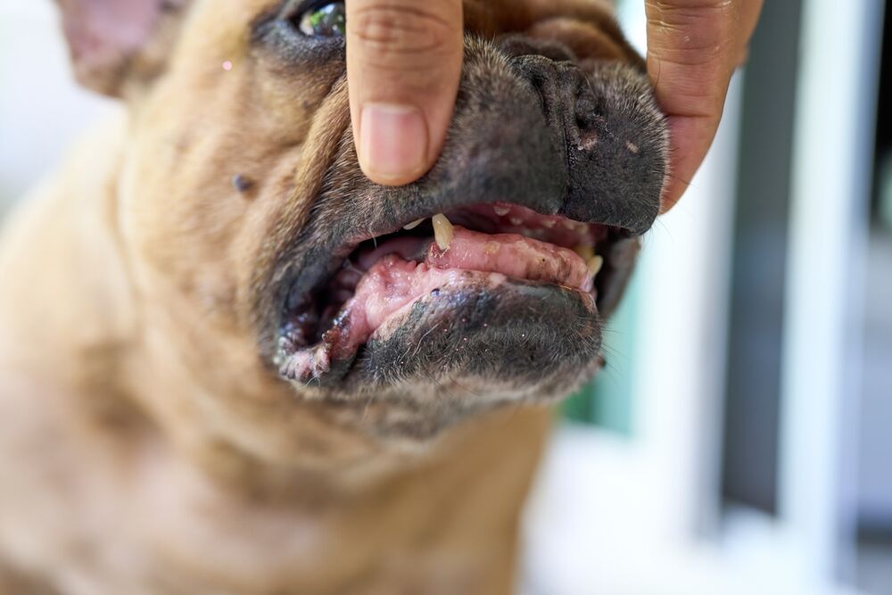 Oral Tumors in Dogs