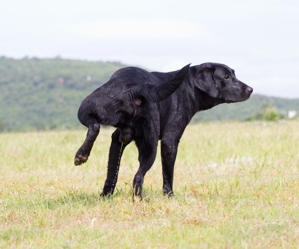 Prostate Problems in Male Dogs