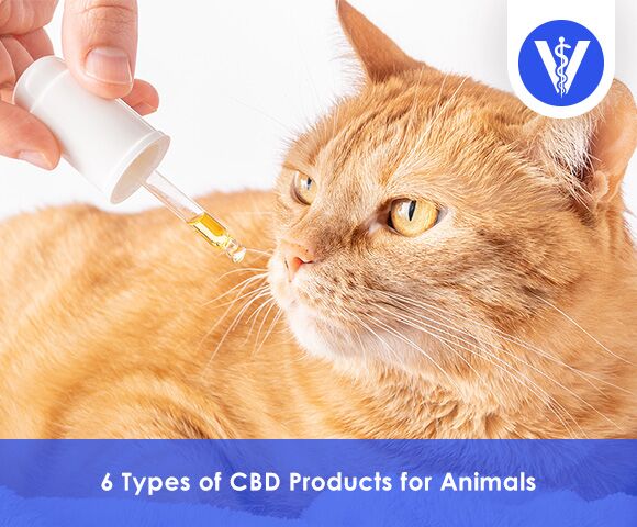 CBD Products for Animals Total Vet CBD Products for Animals