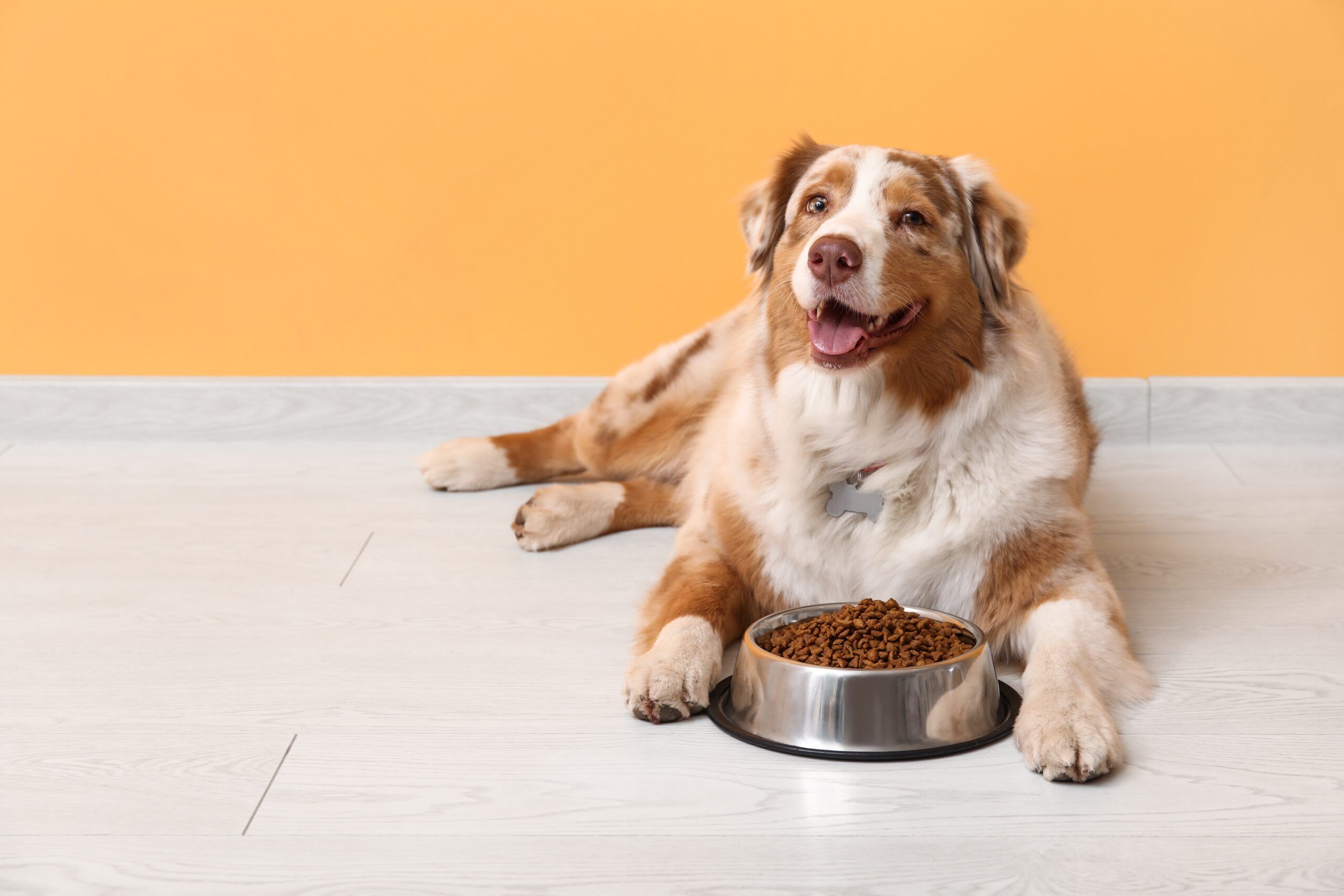 The Honest Kitchen vs The Farmers Dog Which Offers More for Your Pup Total Vet