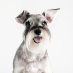 All You Need to Know About Prednisone for Dogs