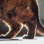 cat with arthritis