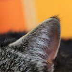 Cat losing hair on ears