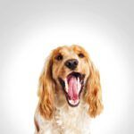 Dog smiling