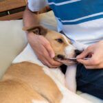 Free Dog DNA Test