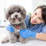 veterinarian scholarships