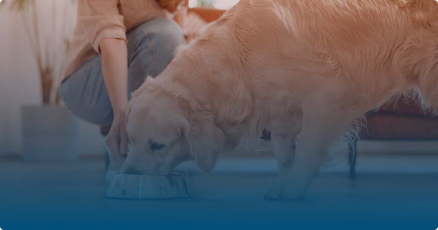 openfarmdogfood Total Vet Open Farm Dog Food
