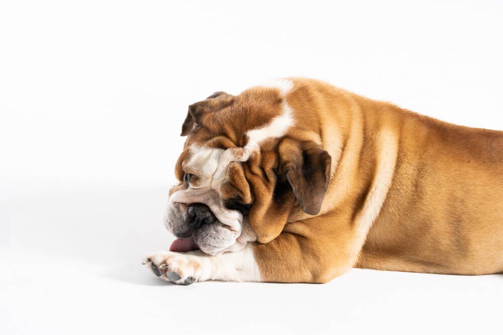 12BestHomeRemediesForDogLickingPaws Total Vet Dog Licking Paws