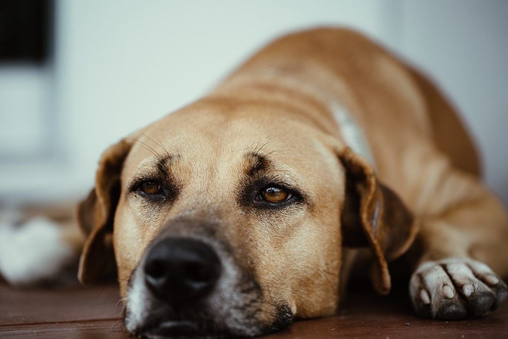DogRelaxing Total Vet A Guide to Aspirin for Dogs