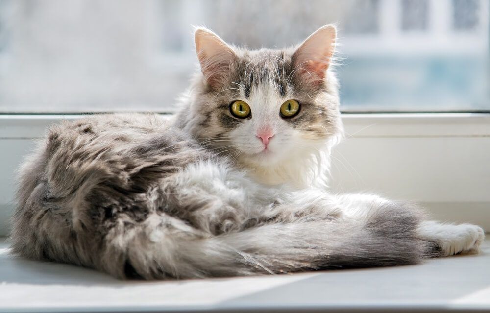 AReviewofTheWisdomPanelCatDNATest1 Total Vet Wisdom Panel Cat DNA Test