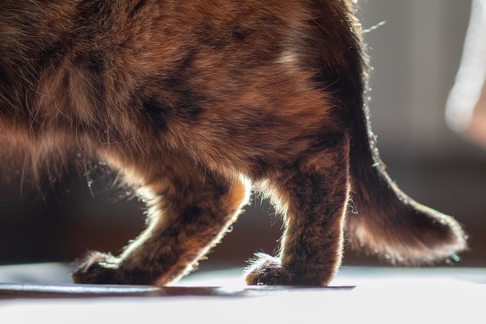 cat with arthritis