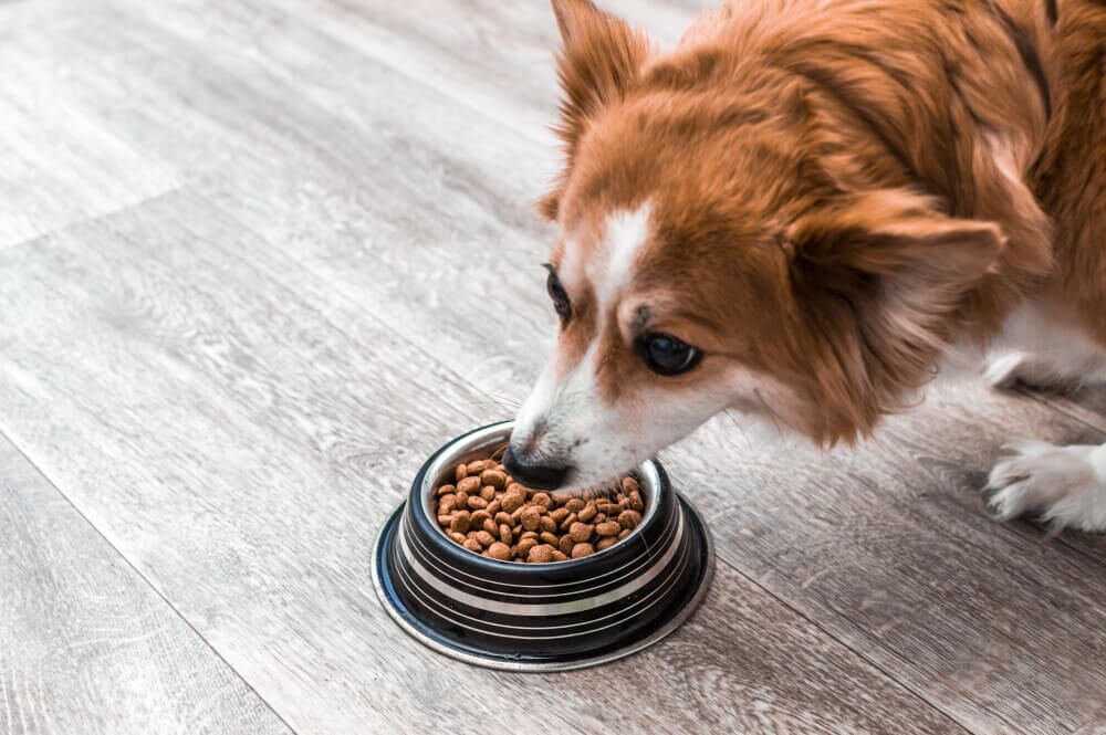 AuthorityDogFoodReviewsCouponsandMore1 Total Vet authority dog food