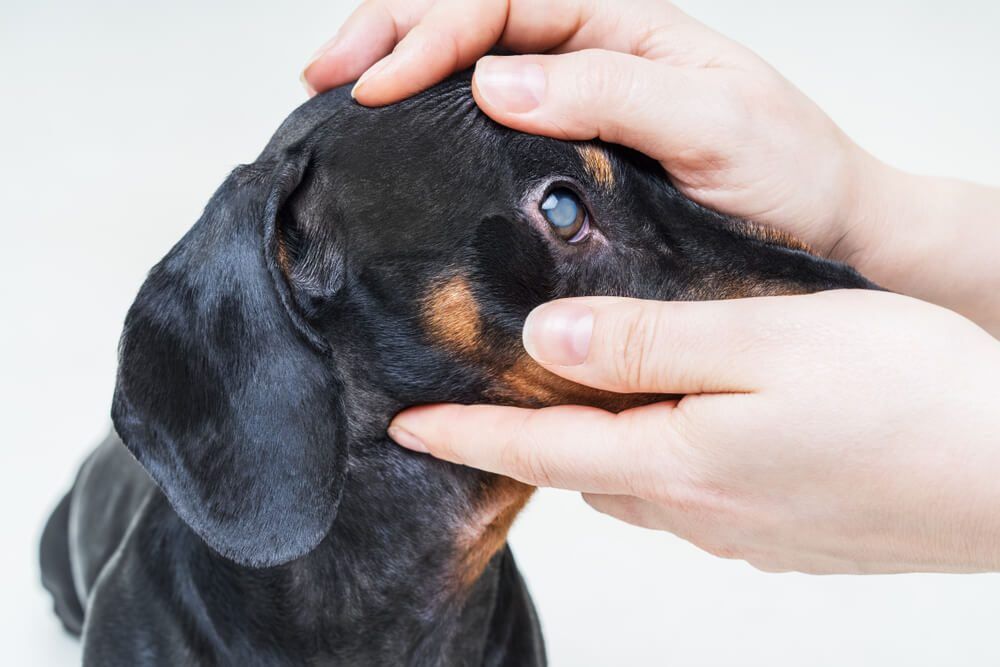 CataractsinDogsStagesCausesTreatmentsAndMore Total Vet Cataracts in Dogs