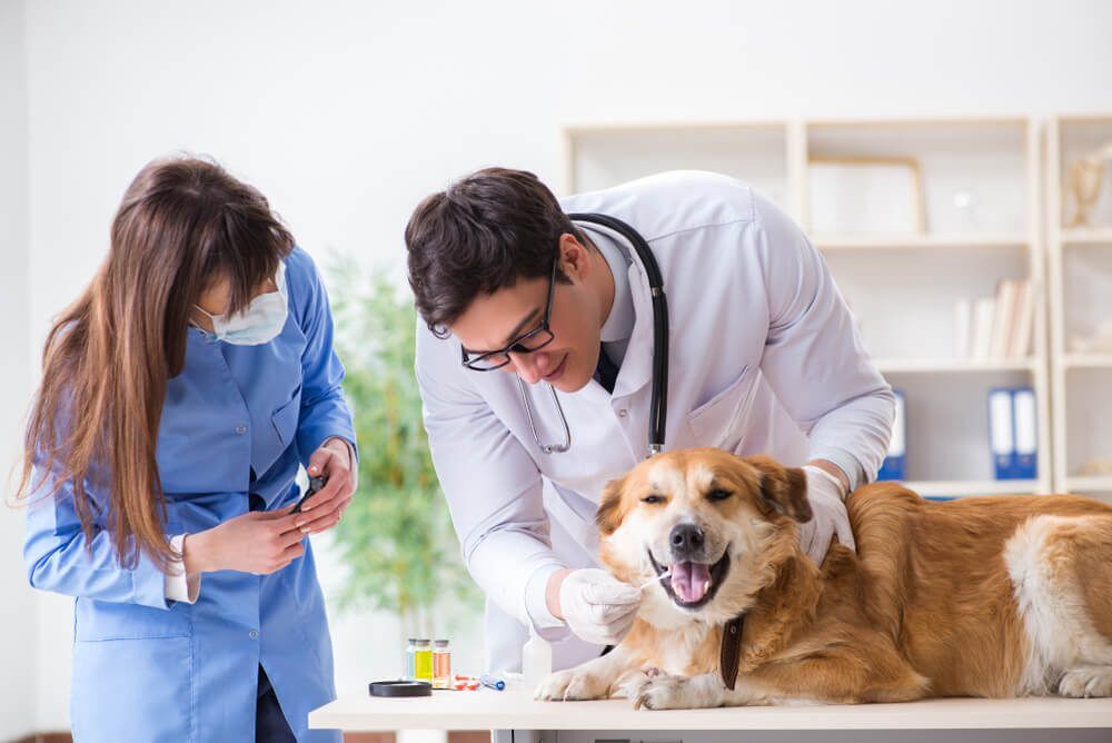 DogDNABloodTestWhatYouNeedtoKnow Total Vet dog dna blood test
