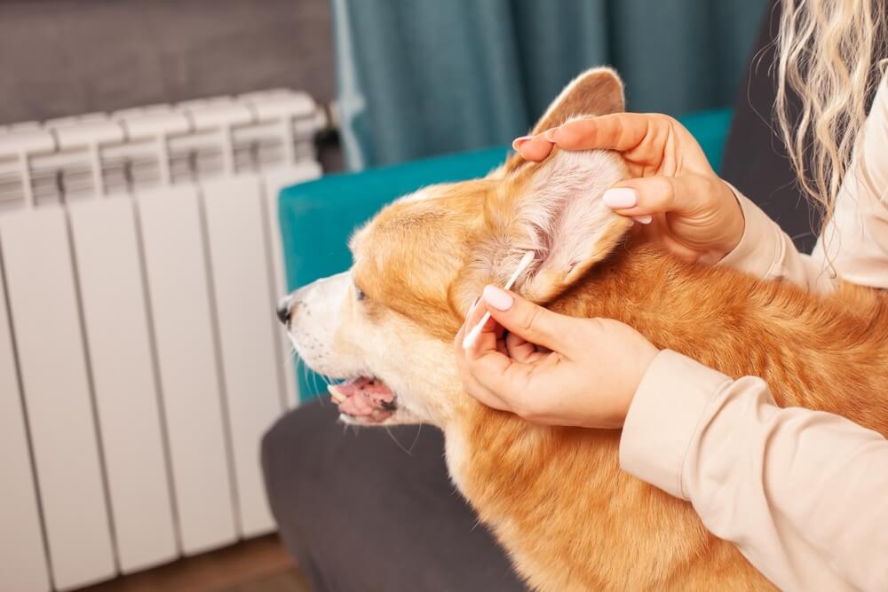 DogEarWaxWhattoUseforThatDogEarDischarge Total Vet dog ear wax