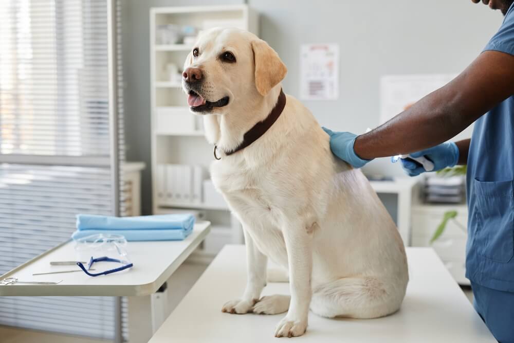 DogSkinProblemsAGuidetoSymptomsandTreatments Total Vet Dog Skin Problems