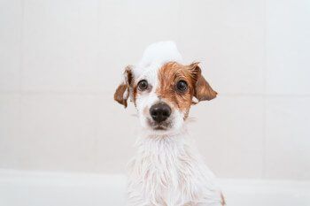 Dogsittinginbathtubwithbubblesonhead Total Vet Dog sitting in bathtub with bubbles on head