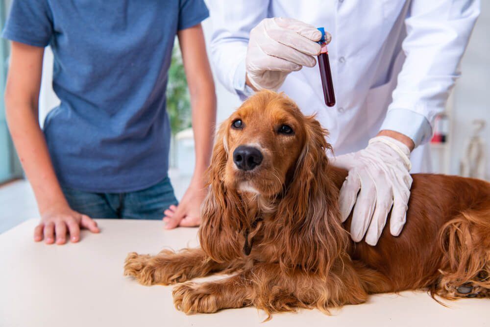EverythingYouNeedtoKnowAboutEmbarkDogDNATest Total Vet embark dog dna test