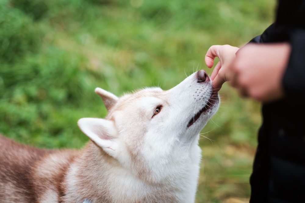 FeedingTurkeyTailtoYourDog Total Vet Feeding Your Dog Turkey Tail
