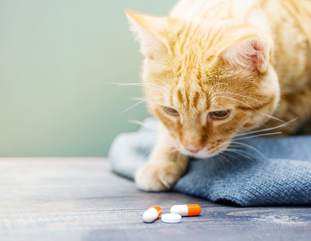 FelineHealthCareWhatCanIGiveMyCatforDiarrhea Total Vet cat looking at diarrhea medication