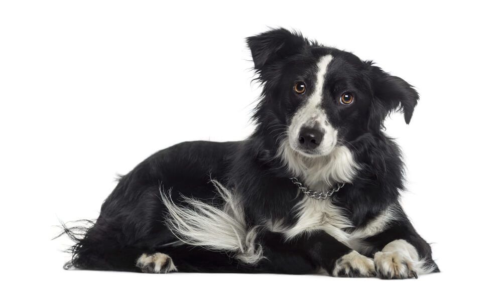 GoatsMilkforDogsAGuideonThisEmergingTrend Total Vet Goats Milk for Dogs