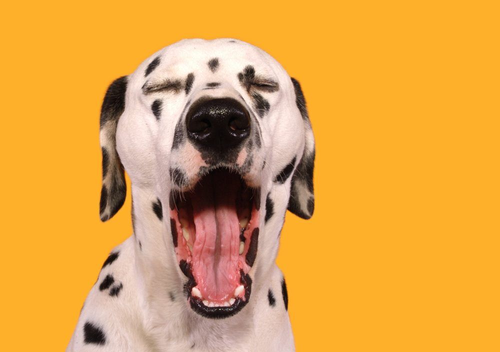 HeadOfDalmatianFacingCameraWithMouthWideOpenAnd Total Vet Melatonin for Dogs